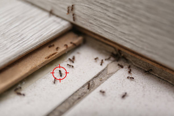 Best Ant Control Services  in Lacey, WA