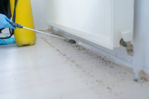 Best Local Pest Control Services  in Lacey, WA