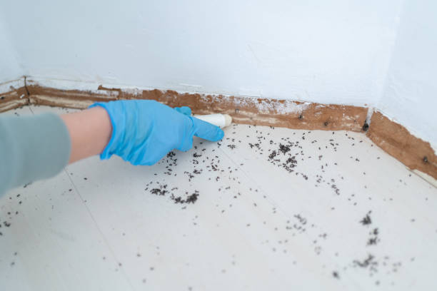 Best Rat Extermination Near Me  in Lacey, WA